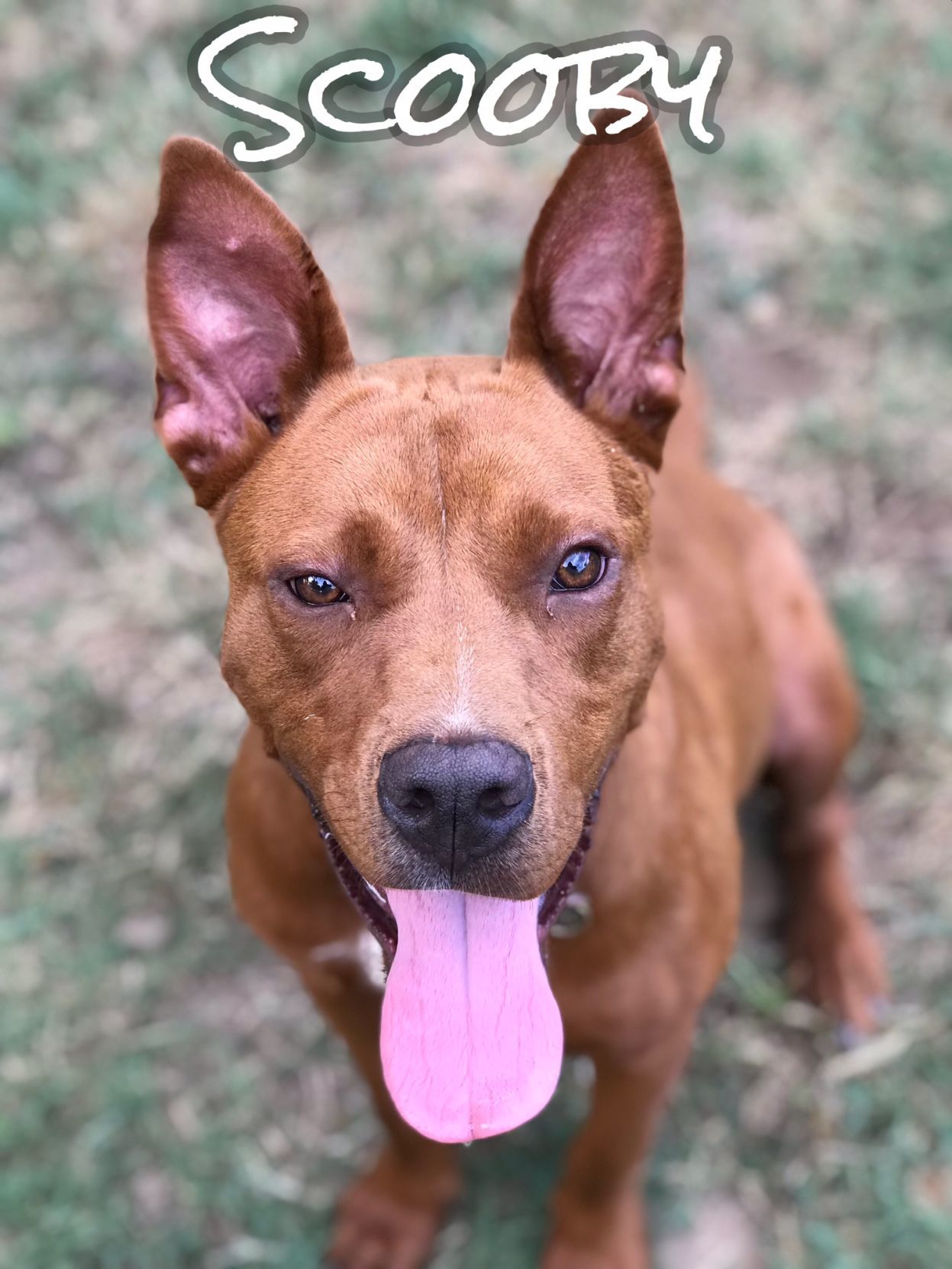 Scooby